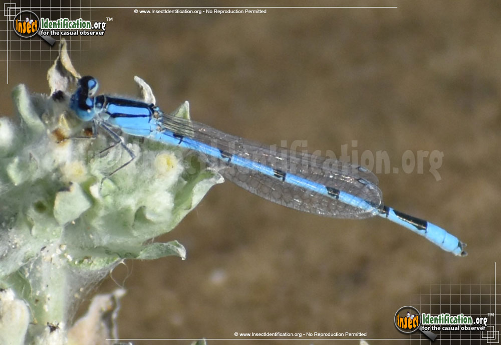 Familiar Bluet