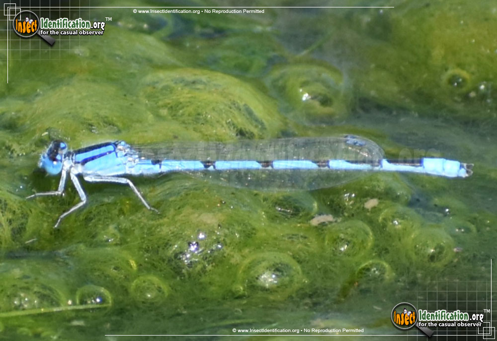 Familiar Bluet
