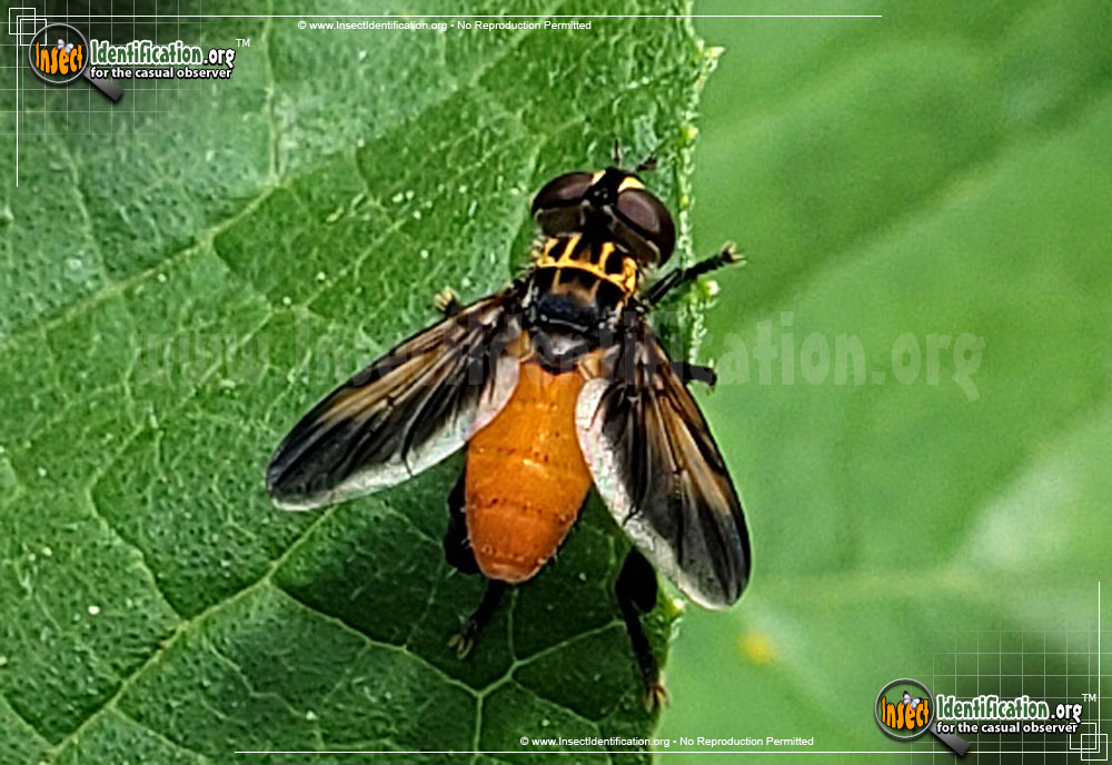 Full-sized image #2 of the Feather-Legged-Fly-Trichopoda-pennipes