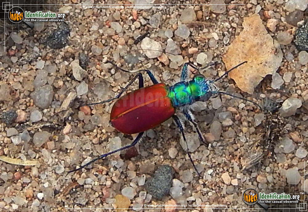 Full-sized image of the Festive-Tiger-Beetle