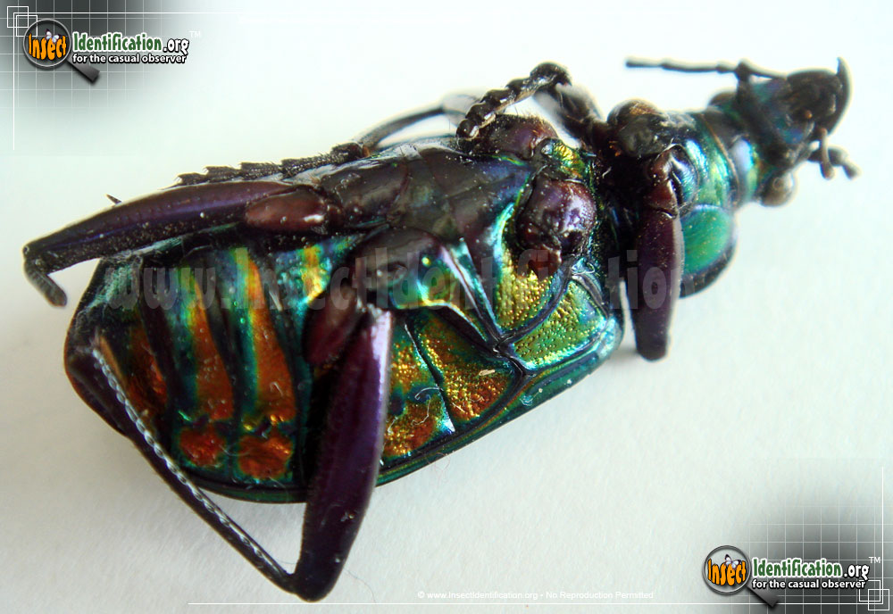 Full-sized image #3 of the Fiery-Searcher-Caterpillar-Hunter