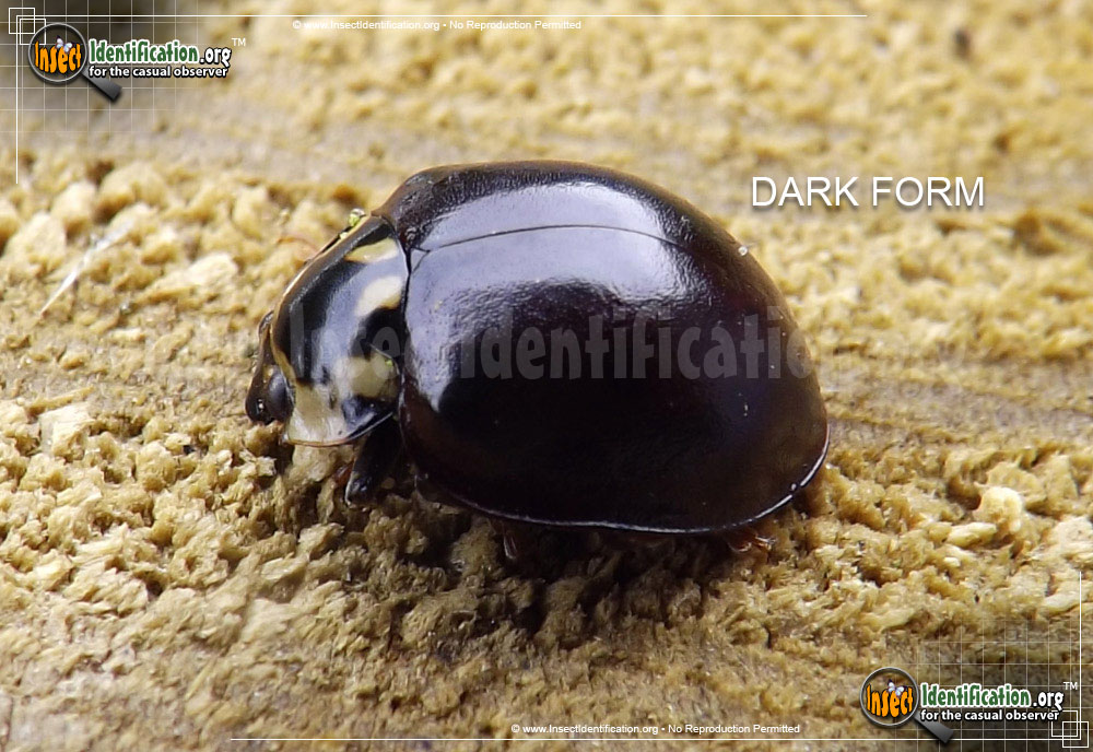 Fifteen-spotted Lady Beetle