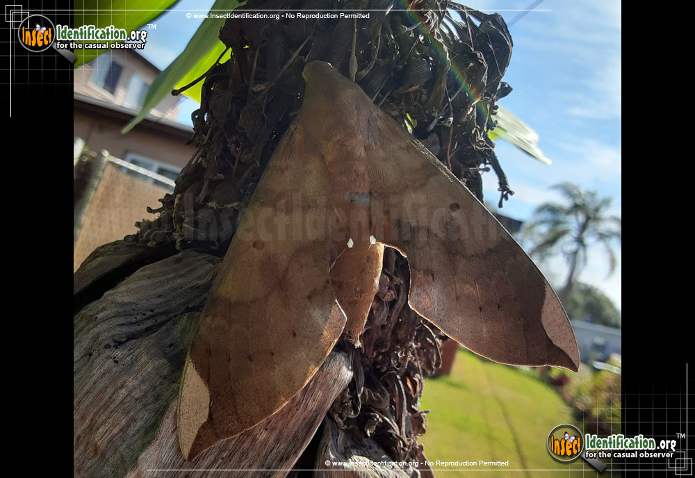 Full-sized image of the Fig-Sphinx-Moth