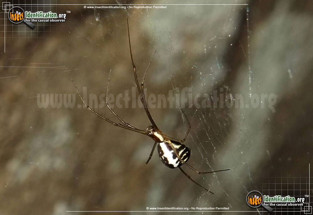 Full-sized image of the Filmy-Dome-Spider