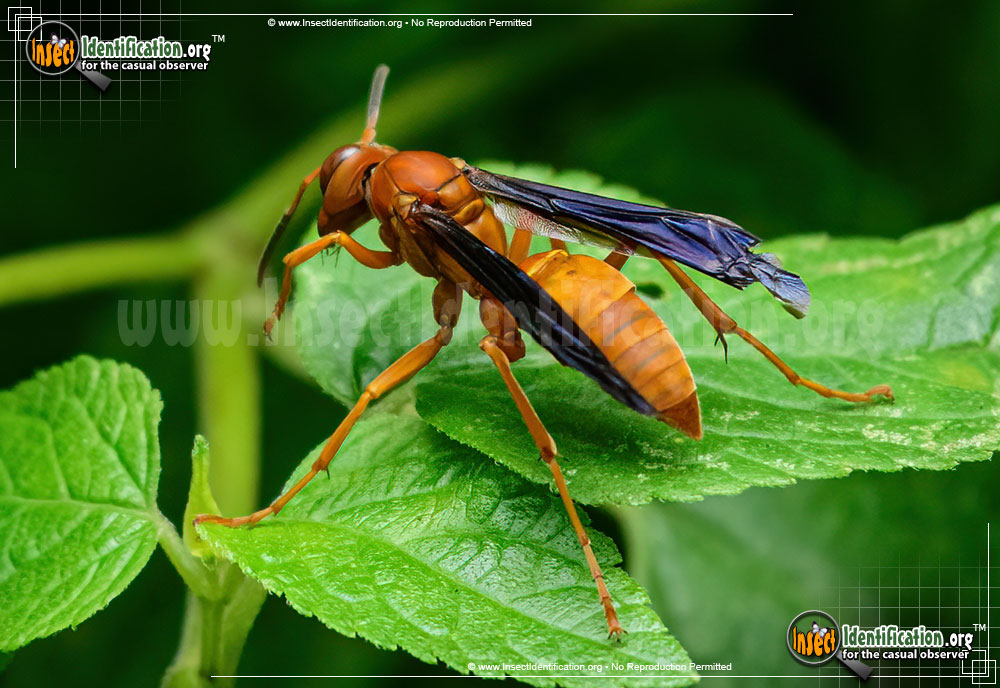 Full-sized image of the Coarse-backed-Red-Paper-Wasp