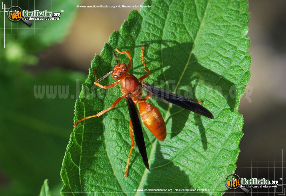 Full-sized image of the Fine-backed-Red-Paper-Wasp