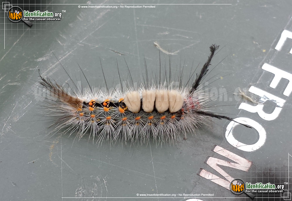 Full-sized image #2 of the Fir-Tussock-Moth