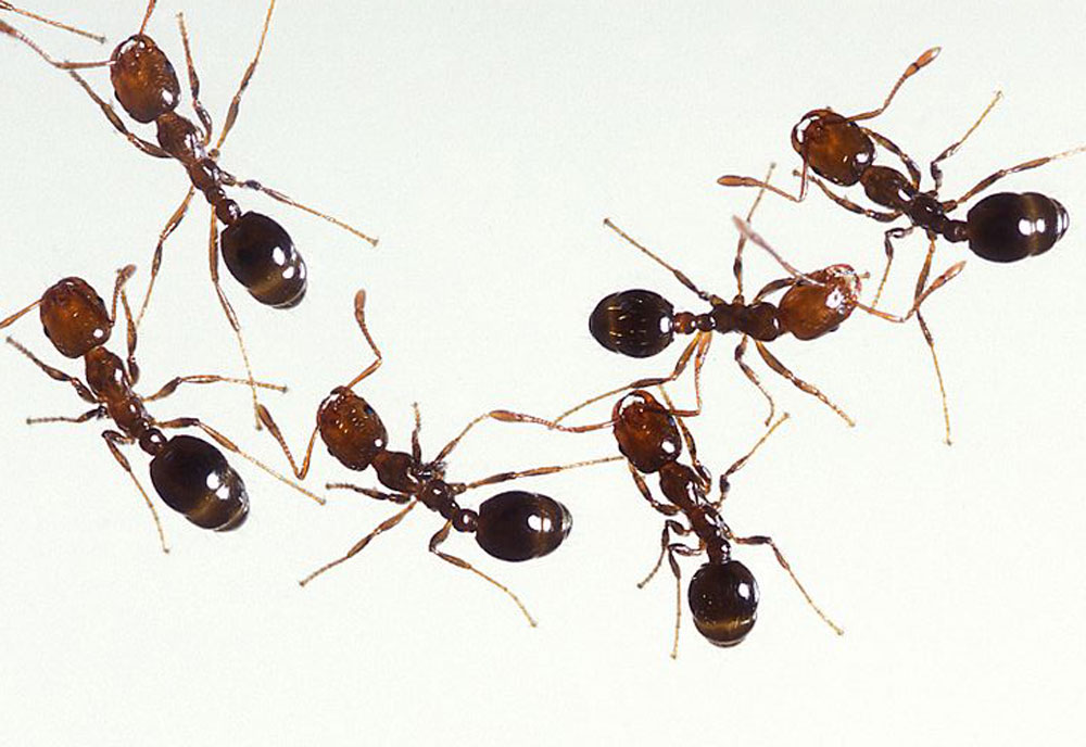 Full-sized image #3 of the Fire-Ants