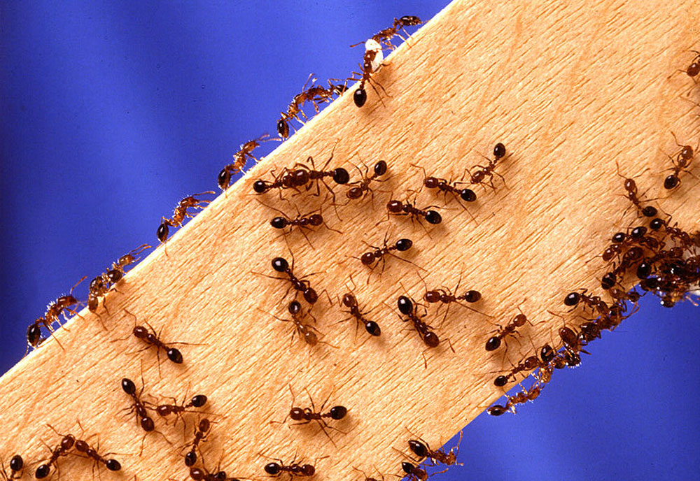 Full-sized image of the Fire-Ants