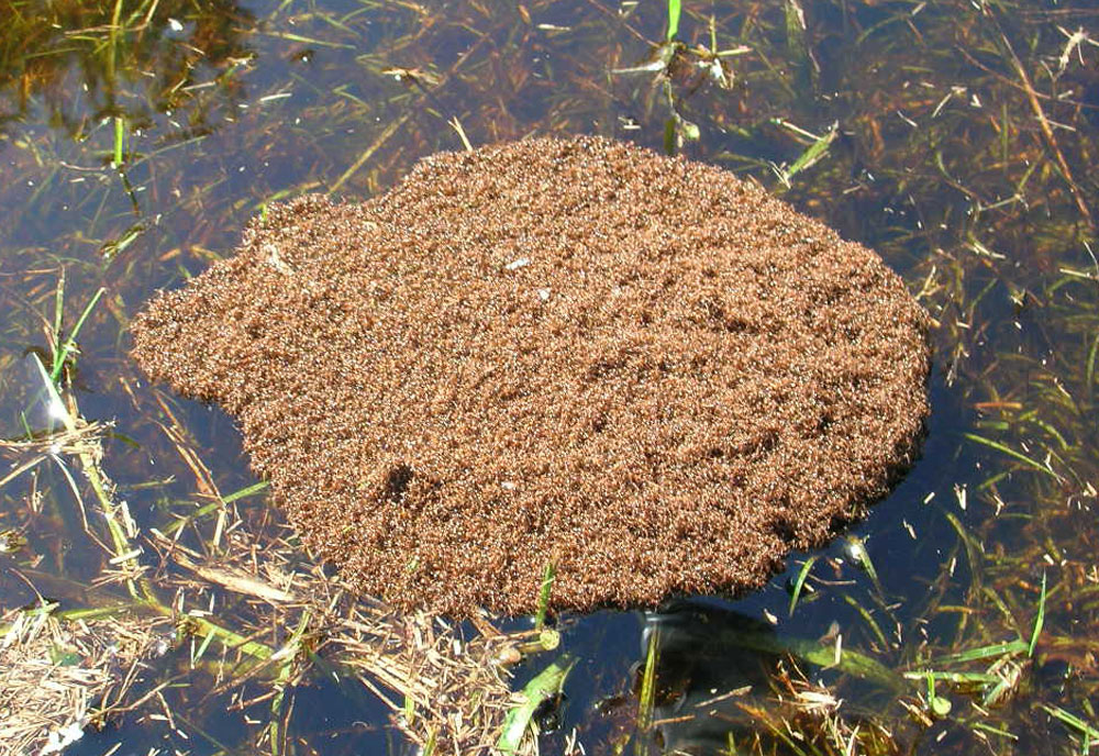 Full-sized image #2 of the Fire-Ants