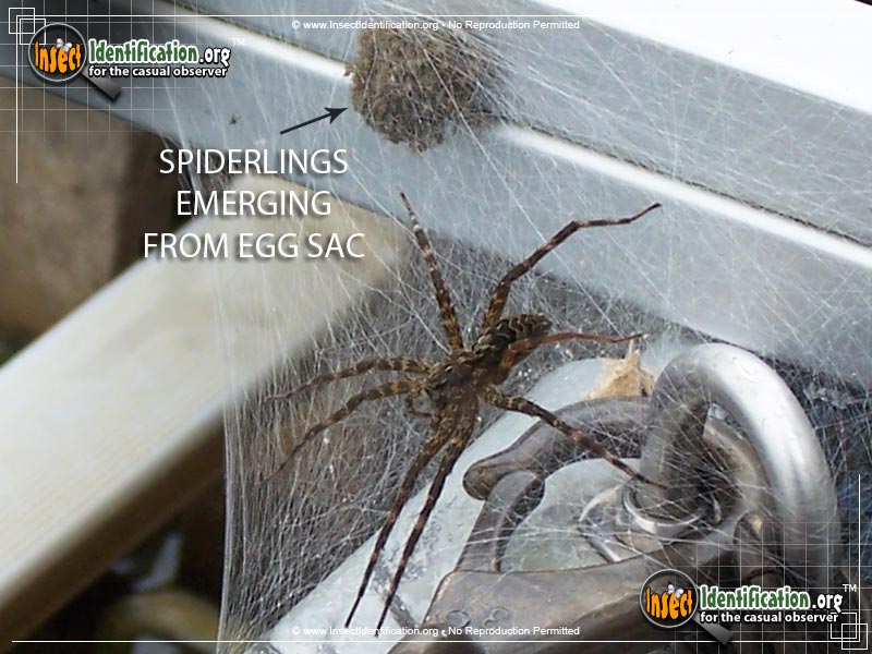 Full-sized image #3 of the Fishing-Spider