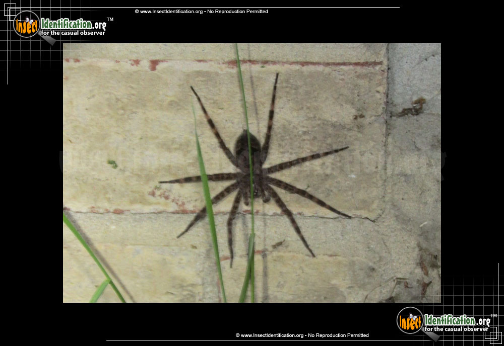 Full-sized image #9 of the Fishing-Spider