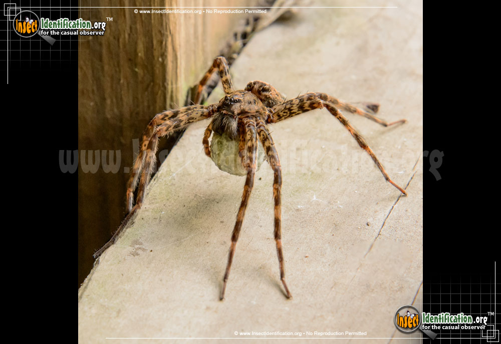 Full-sized image #4 of the Fishing-Spider