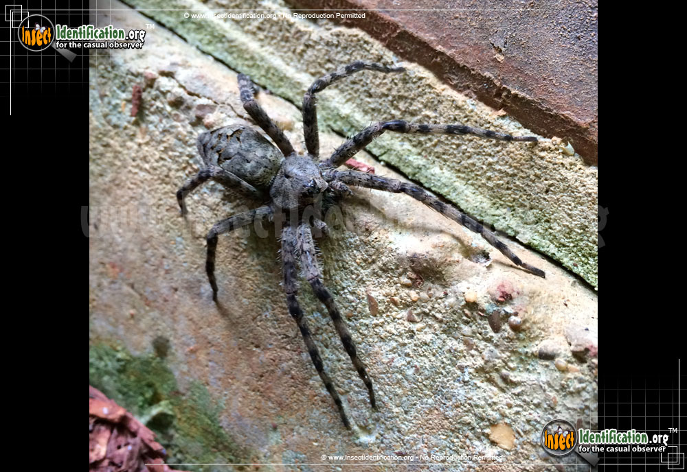 Full-sized image #5 of the Fishing-Spider