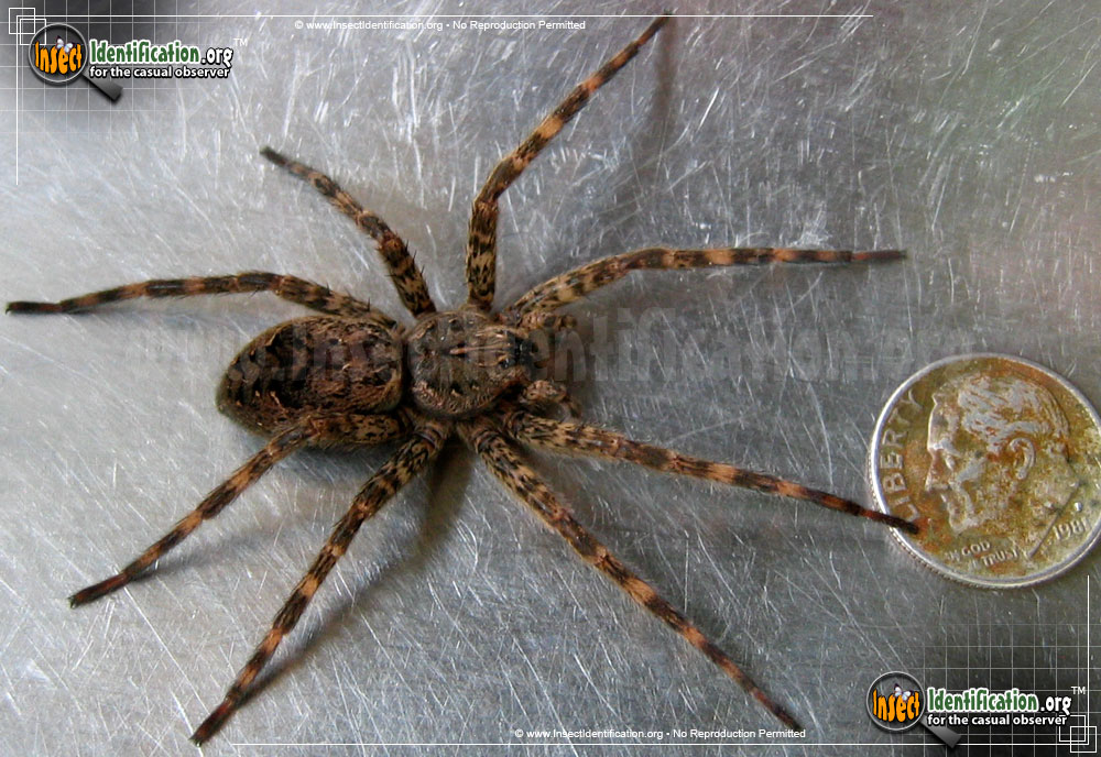 Full-sized image of the Fishing-Spider