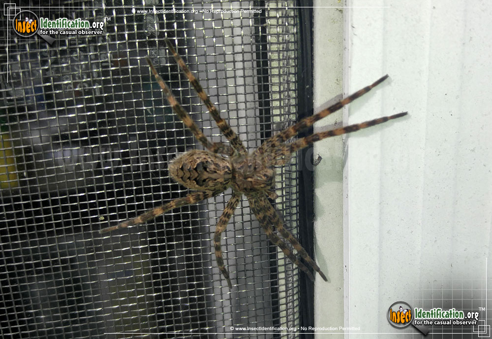 Full-sized image #7 of the Fishing-Spider