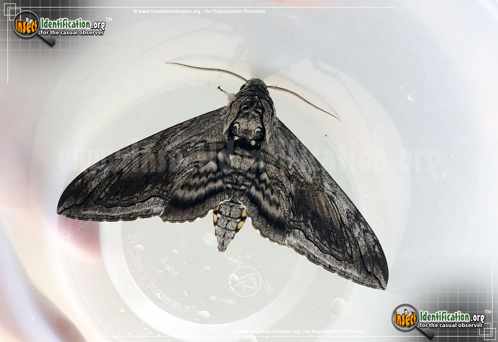 Full-sized image #2 of the Five-Spotted-Hawk-Moth