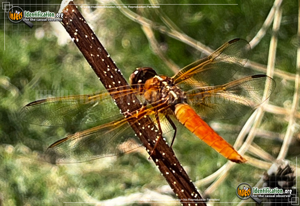 Full-sized image #6 of the Flame-Skimmer-Dragonfly