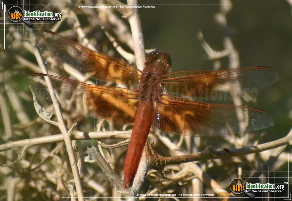 Full-sized image of the Flame-Skimmer-Dragonfly