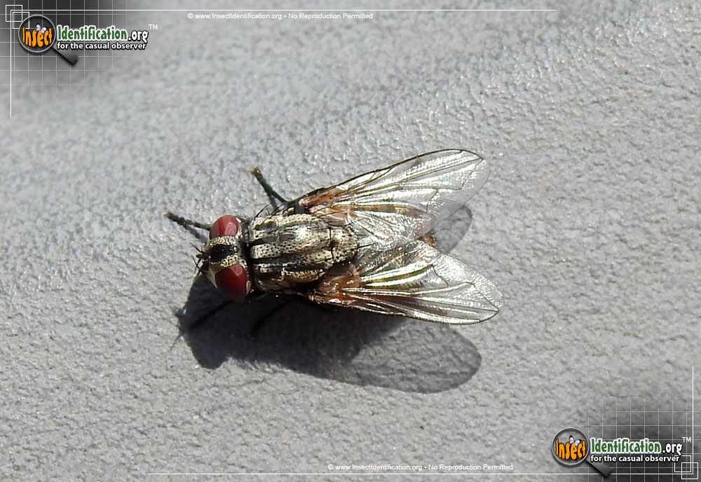 Full-sized image of the Flesh-Fly