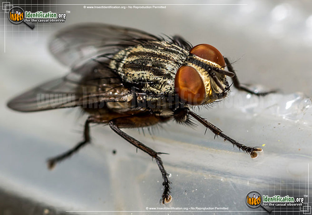 Full-sized image of the Flesh-Fly