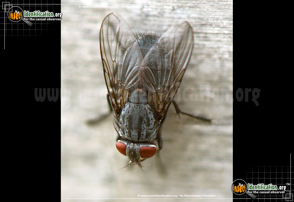 Full-sized image #6 of the Flesh-Fly