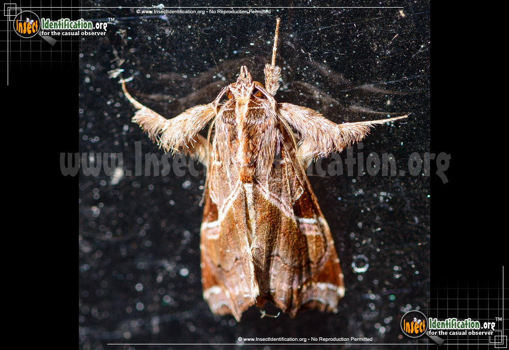 Full-sized image of the Florida-Fern-Moth