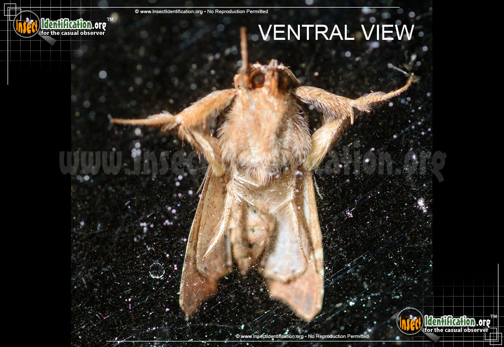 Full-sized image #2 of the Florida-Fern-Moth