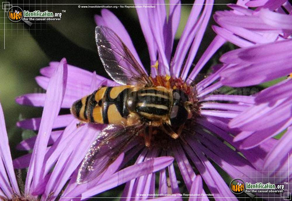 Full-sized image #4 of the Flower-Fly-Helophilus-fasicatus