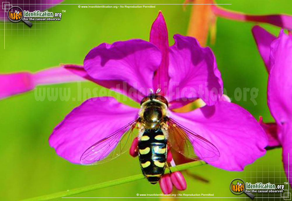 Full-sized image of the Flower-Fly-Scaeva-Pyrastri