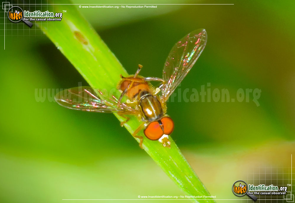 Full-sized image #4 of the Flower-Fly-Toxomerus-geminatus