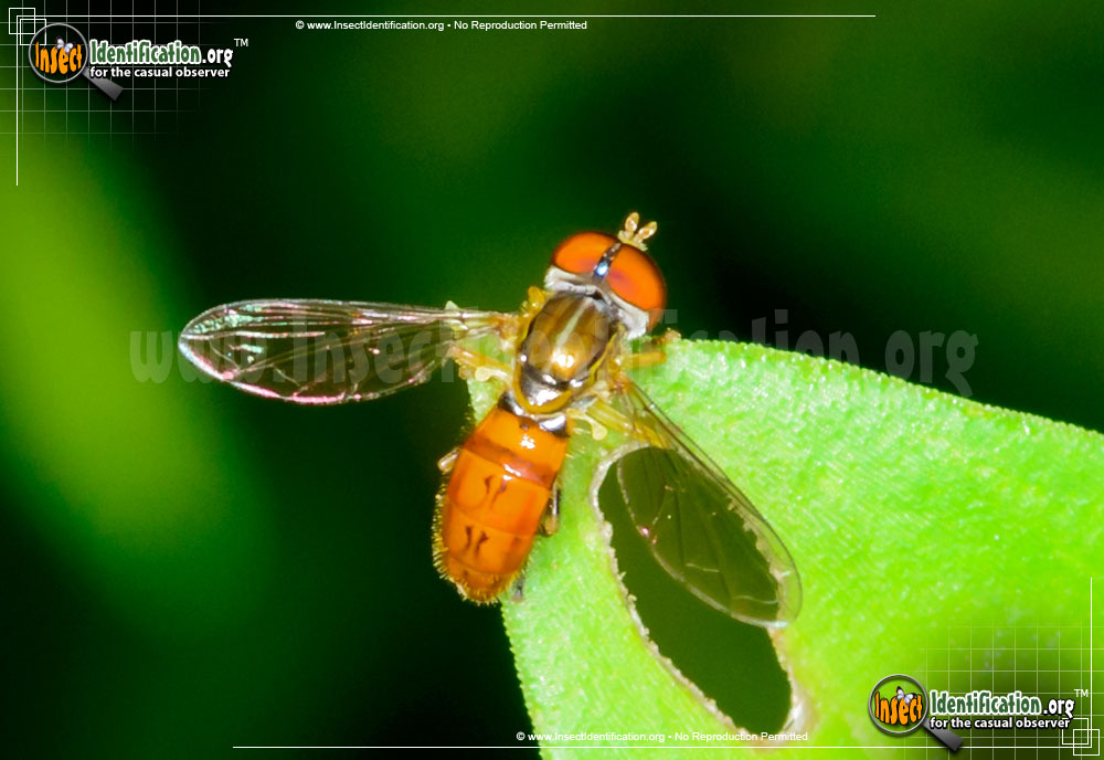 Full-sized image #5 of the Flower-Fly-Toxomerus-geminatus