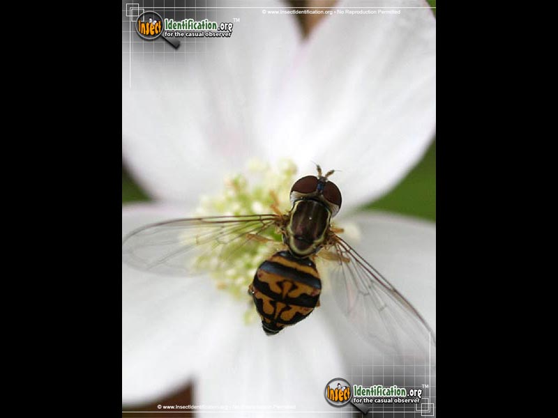 Full-sized image #2 of the Flower-Fly-Toxomerus-geminatus