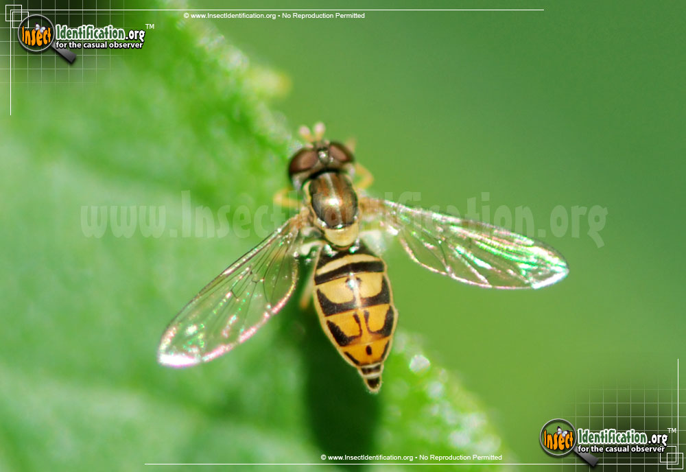 Full-sized image of the Flower-Fly-Toxomerus-Marginatus