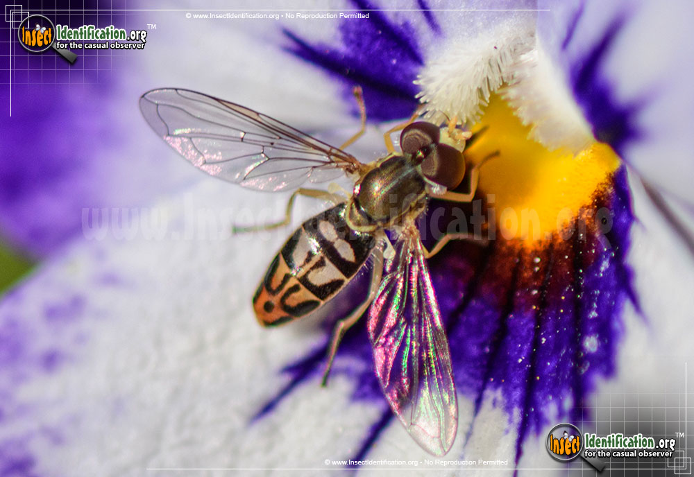 Full-sized image of the Flower-Fly-Toxomerus-Marginatus