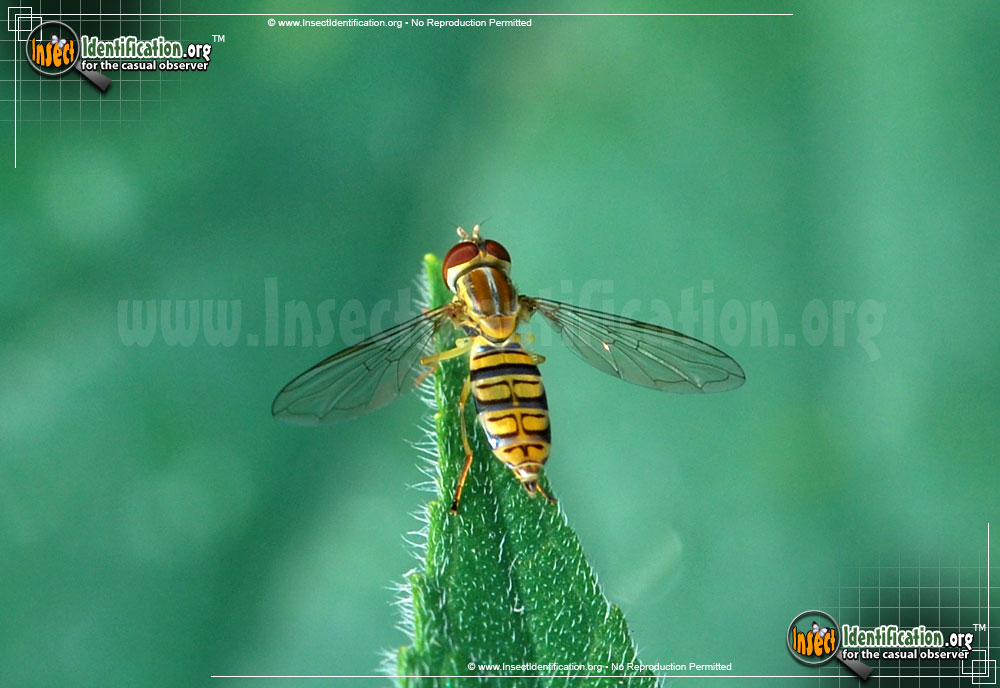 Full-sized image of the Flower-Fly-Toxomerus-politus