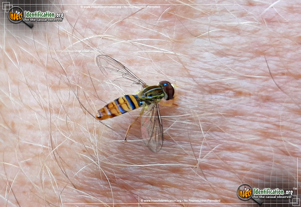Full-sized image #3 of the Flower-Fly-Toxomerus-politus
