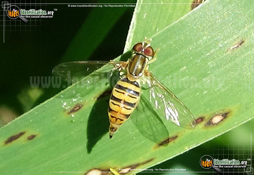 Full-sized image #2 of the Flower-Fly-Toxomerus-politus