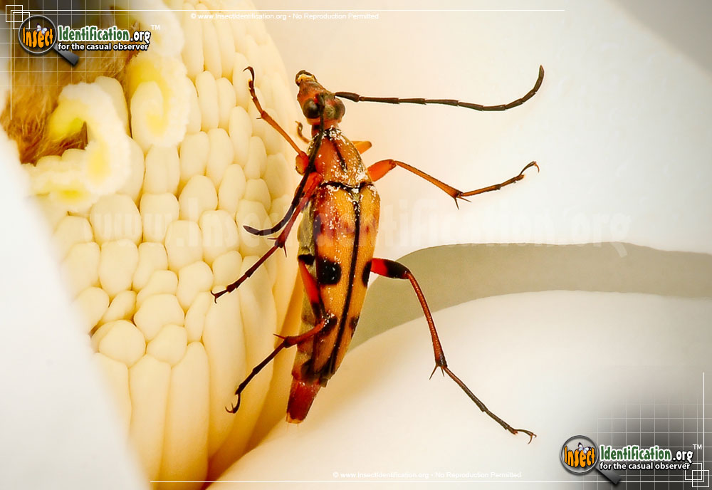Full-sized image of the Flower-Longhorn-Beetle-Strangalia-famelica