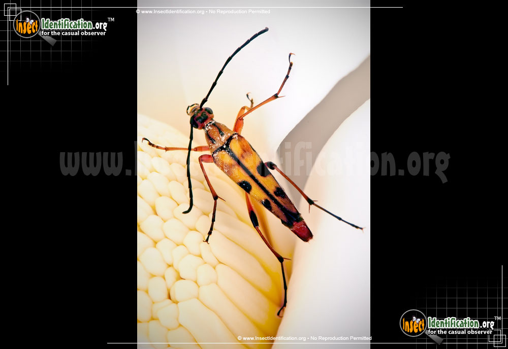 Full-sized image #2 of the Flower-Longhorn-Beetle-Strangalia-famelica