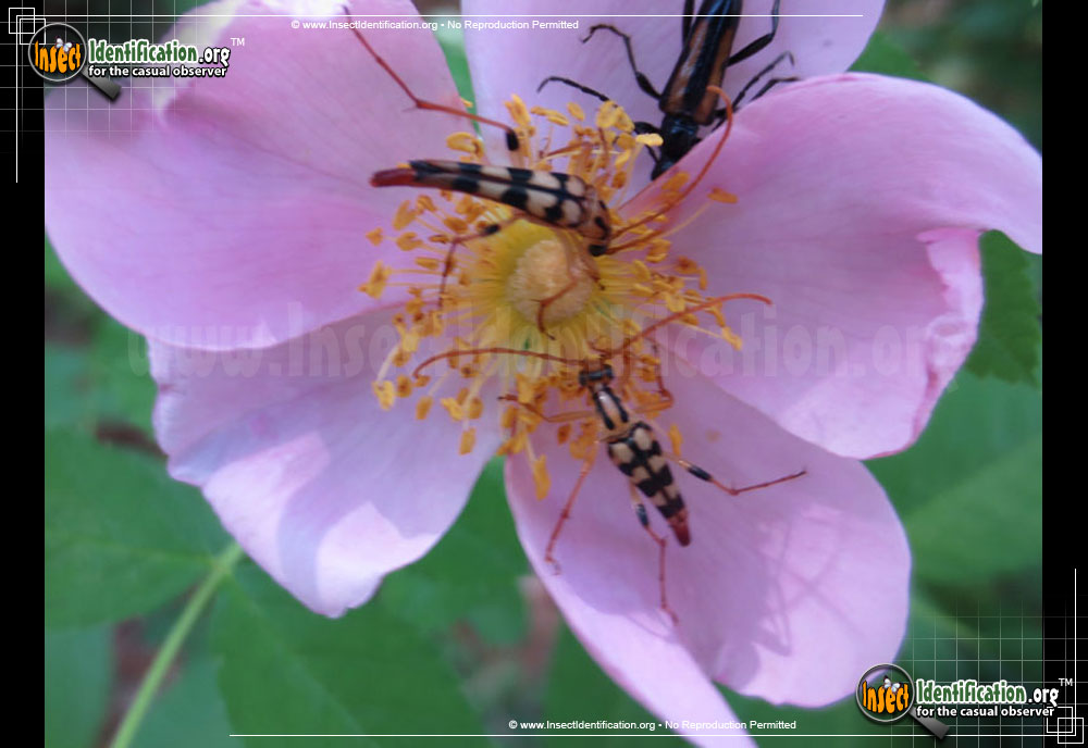 Full-sized image of the Flower-Longhorn-Beetle-Strangalia-luteicornis
