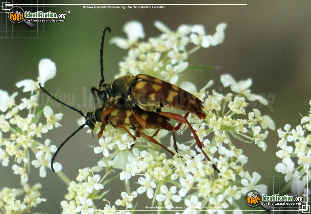 Full-sized image of the Flower-Longhorn-Beetle-Typocerus