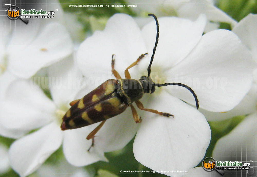 Full-sized image #2 of the Flower-Longhorn-Beetle-Typocerus