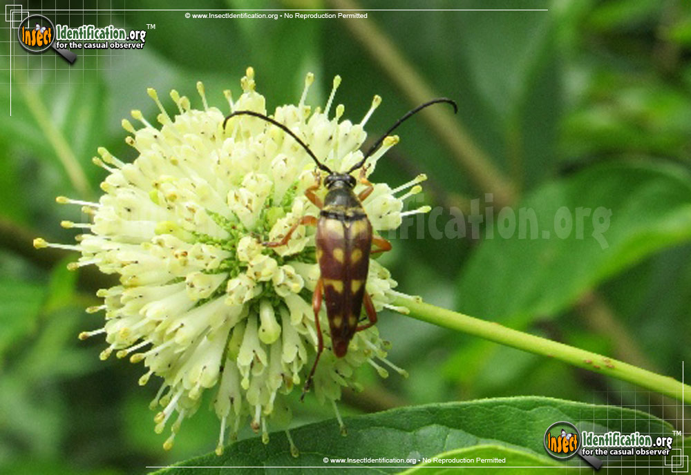 Full-sized image #3 of the Flower-Longhorn-Beetle-Typocerus