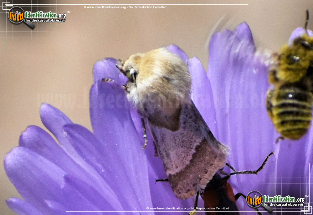 Full-sized image of the Flower-Moth-Schinia-Ligeae