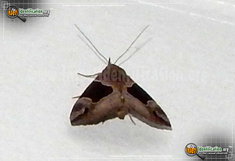 Full-sized image of the Flowing-Line-Hypena-Moth