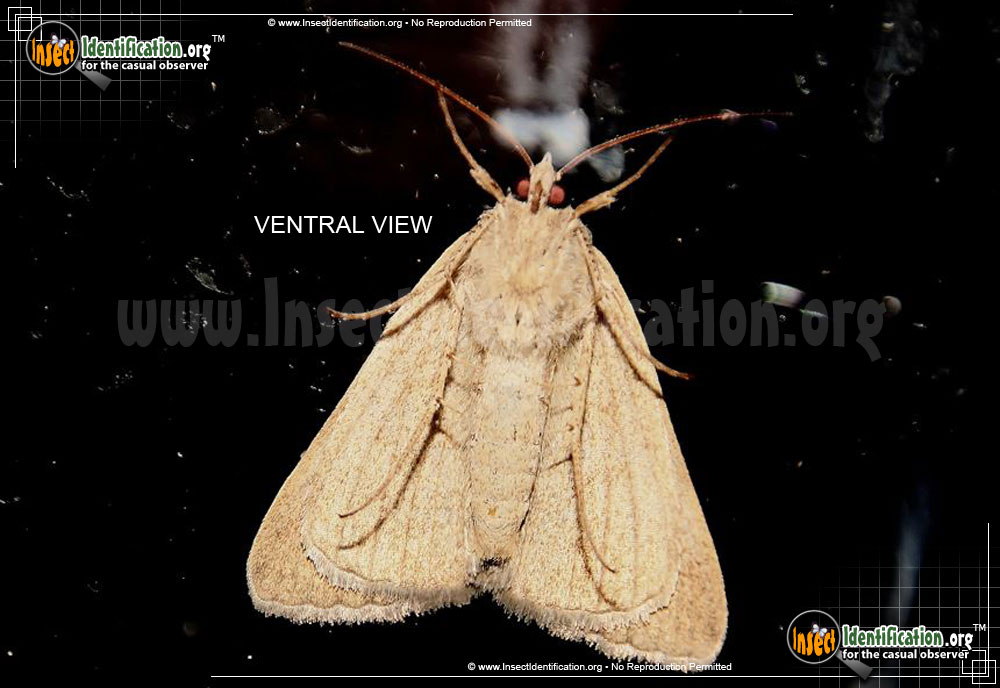 Full-sized image #4 of the Forage-Looper-Moth