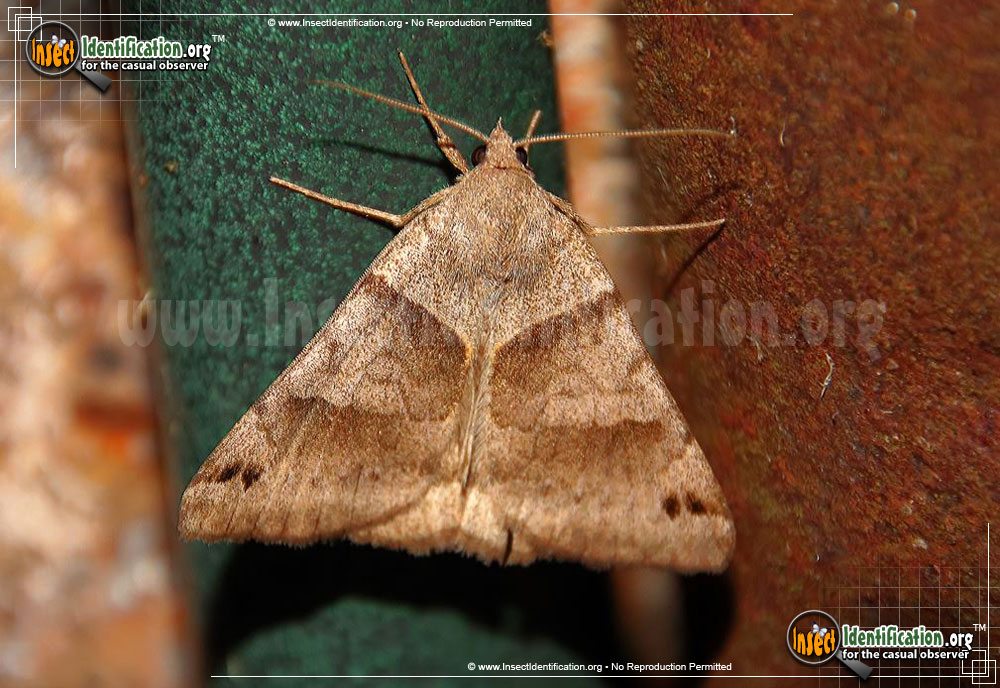 Full-sized image of the Forage-Looper-Moth