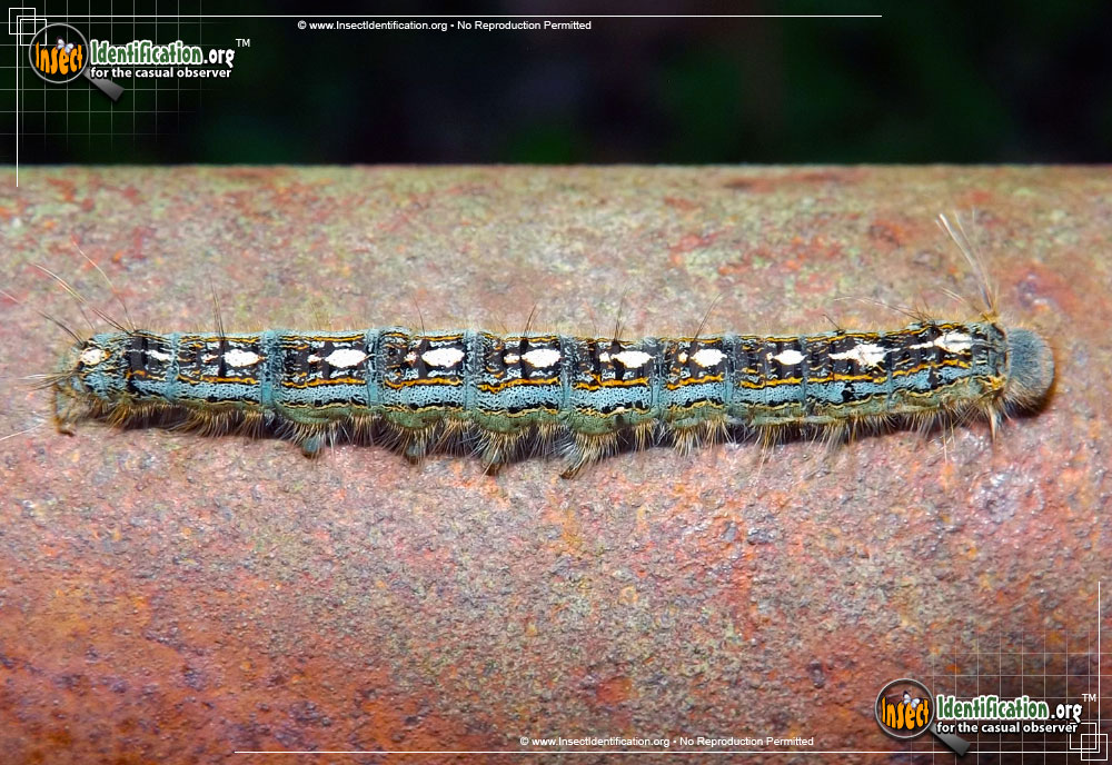 Full-sized image #2 of the Forest-Tent-Caterpillar-Moth