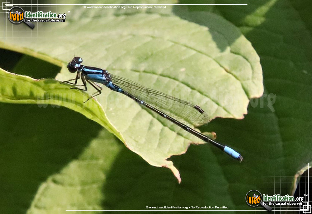 Full-sized image of the Forktail-Damselfly